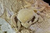 Fossil Crab (Potamon) Preserved in Travertine - Turkey #106459-3